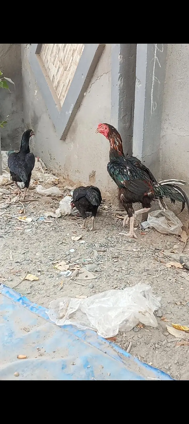 i am selling my home breed — photo 3