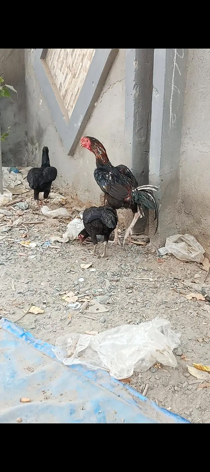 i am selling my home breed — photo 4