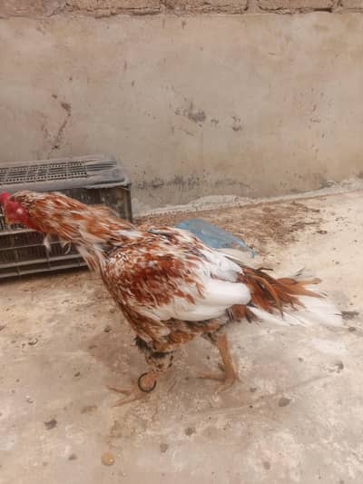 aseel hens