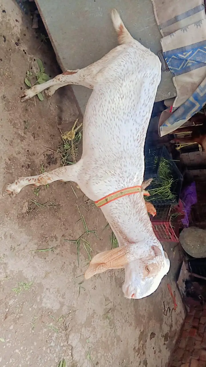 2 dhant Bakra urgent far sale bilkul low price ma jaldi rabta Karen — photo 4