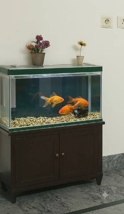 Custom Large Fish Aquarium with Wooden Cabinet | Complete Setup
