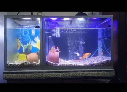 Custom Large Fish Aquarium with Wooden Cabinet | Complete Setup