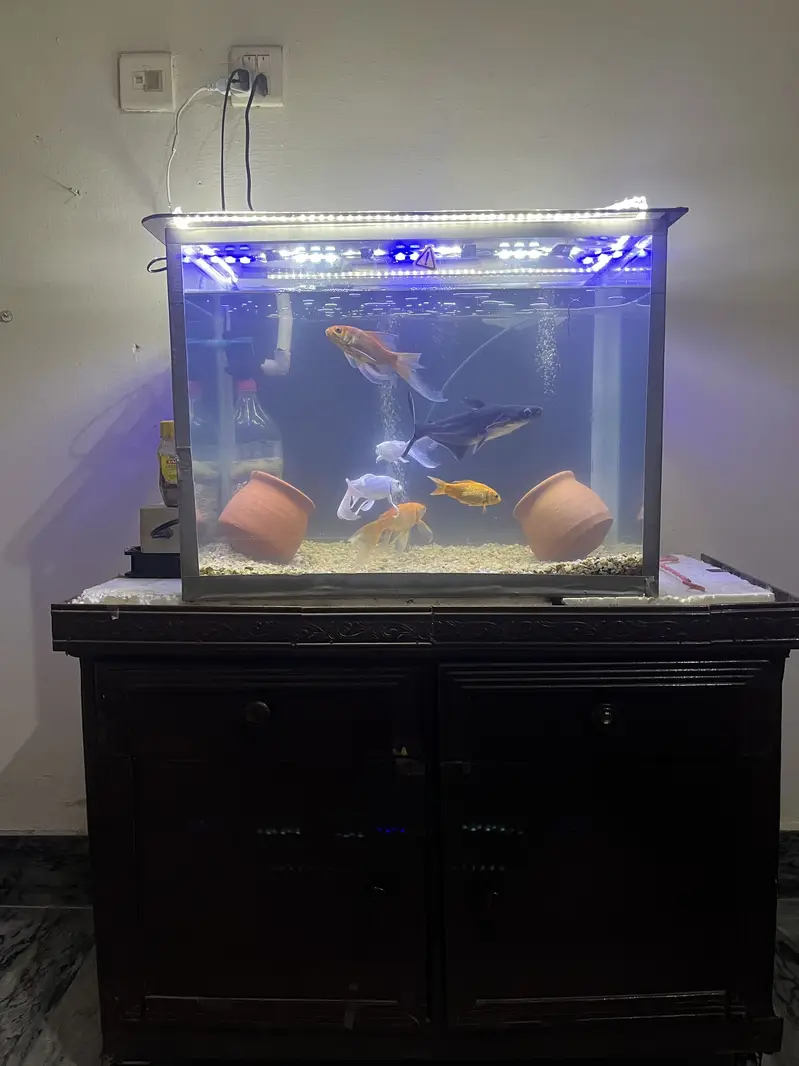 Custom Large Fish Aquarium with Wooden Cabinet | Complete Setup — photo 3