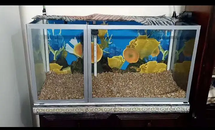 Custom Large Fish Aquarium with Wooden Cabinet | Complete Setup — photo 4