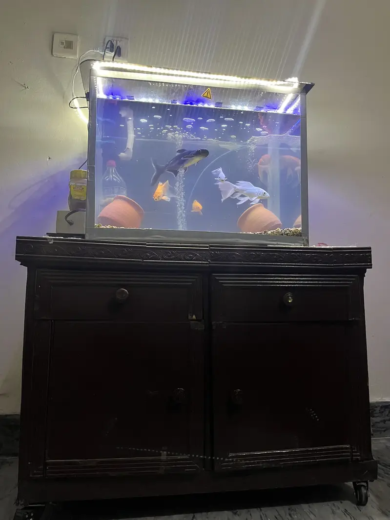 Custom Large Fish Aquarium with Wooden Cabinet | Complete Setup — photo 5
