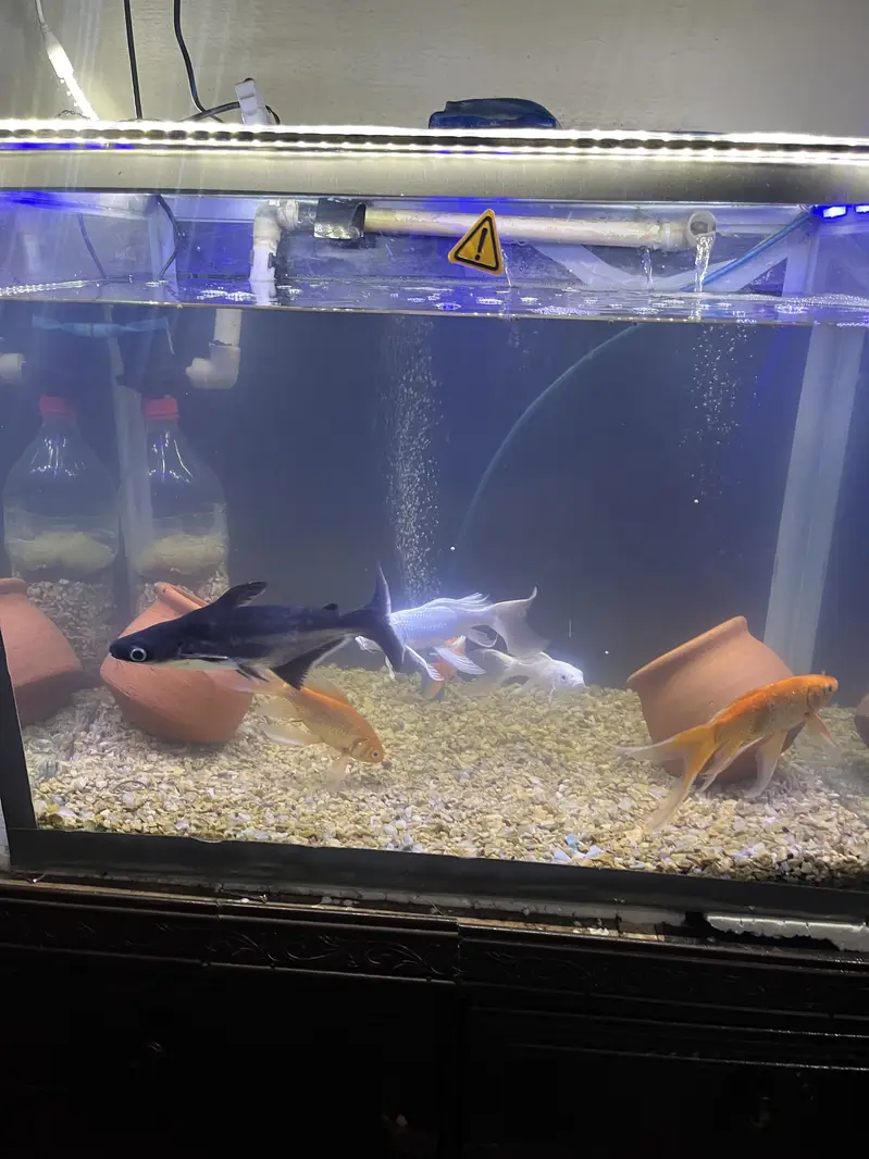 Custom Large Fish Aquarium with Wooden Cabinet | Complete Setup — photo 6