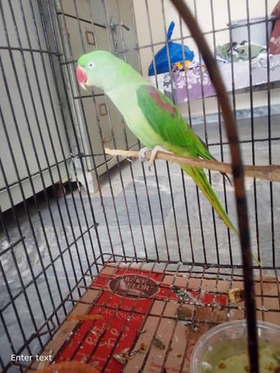 parrot for sale