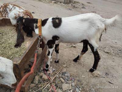 Kamori Bakri