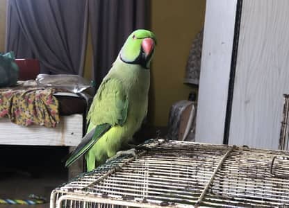 Ring neck hand tame talking bhi ha bideo proper ni h