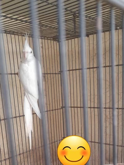 breder cocktail sale location multan just Birds lover hi rabita karin