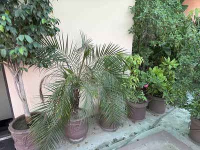 plantes