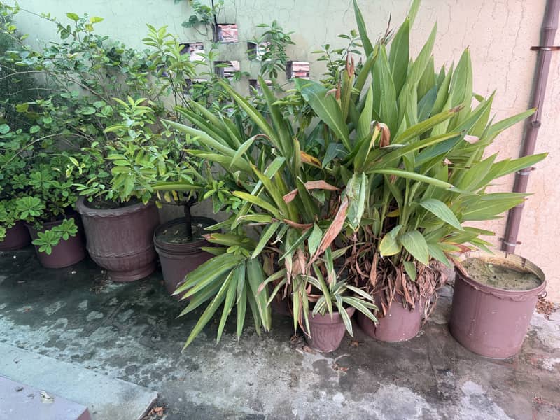 plantes 5