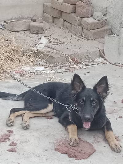 German shepherd female dog