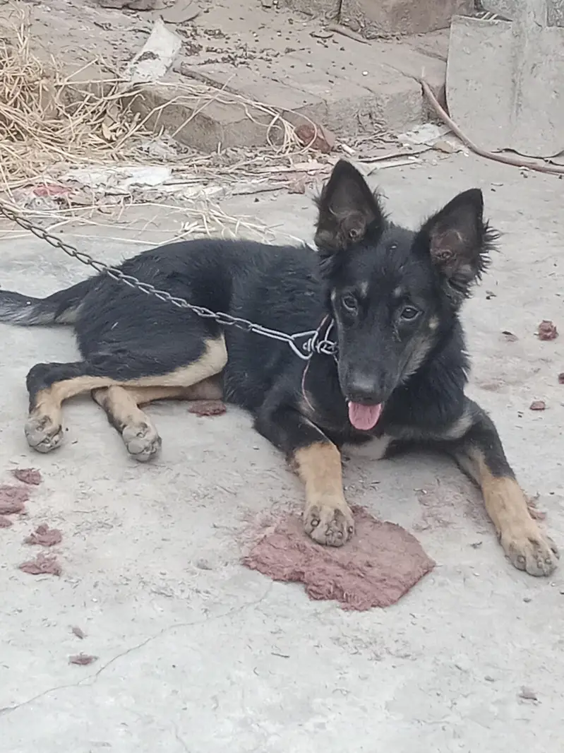 German shepherd female dog — photo 2