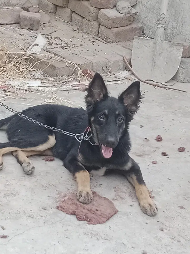 German shepherd female dog — photo 3