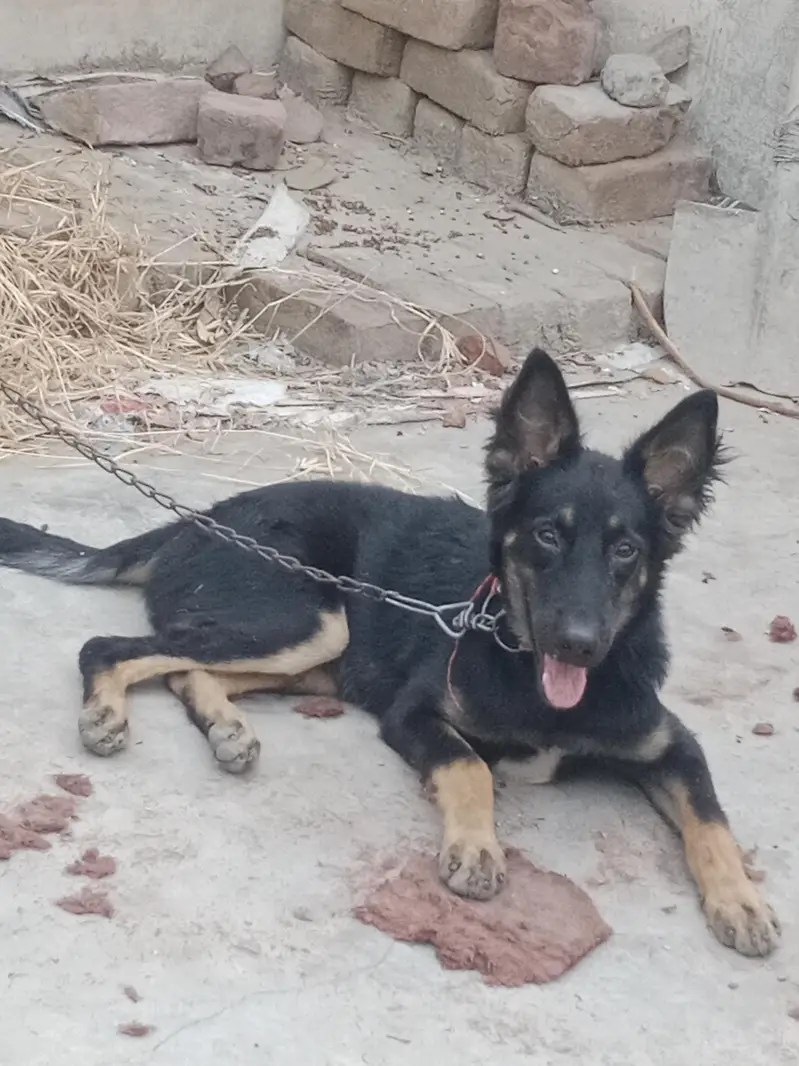 German shepherd female dog — photo 4