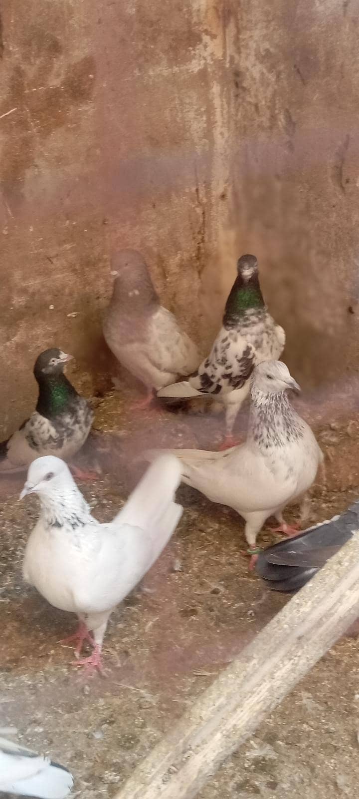 1 jora 1