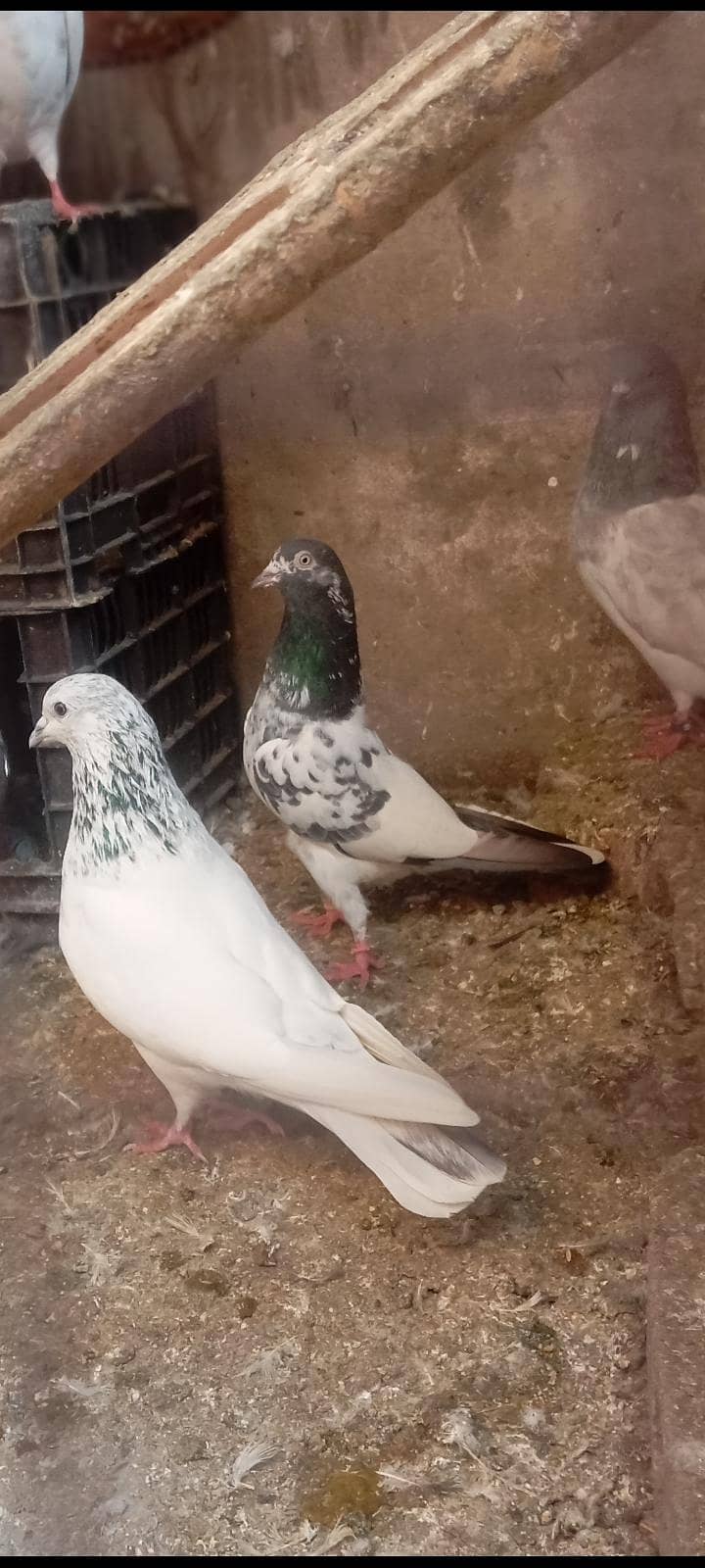 1 jora 2
