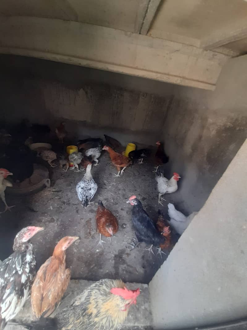 hen egg lying 16