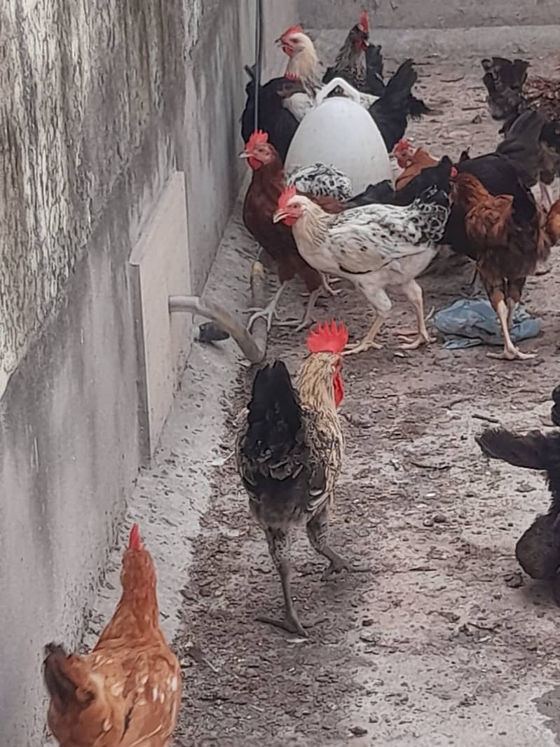 hen egg lying 18