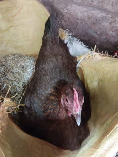 Pure Desi Hens Kuruk Golden Misri Faumi. WhatsApp 03304503477