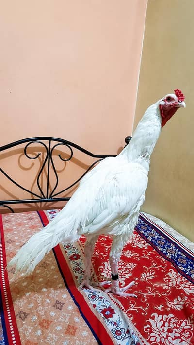 Aseel Heera One Eye 03100024337