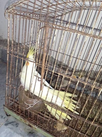 Cocktail female,s