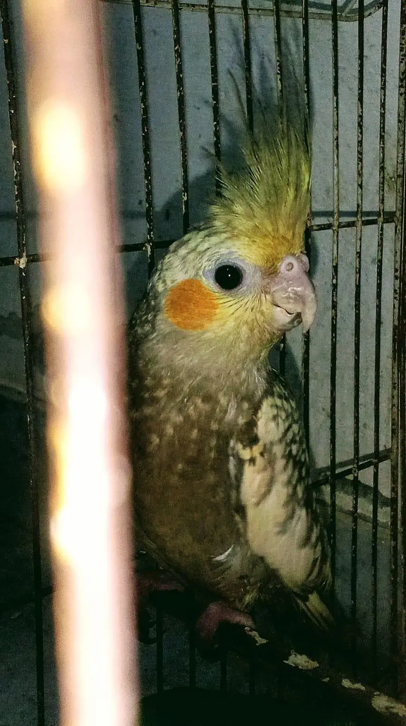 Cocktail female,s — photo 2