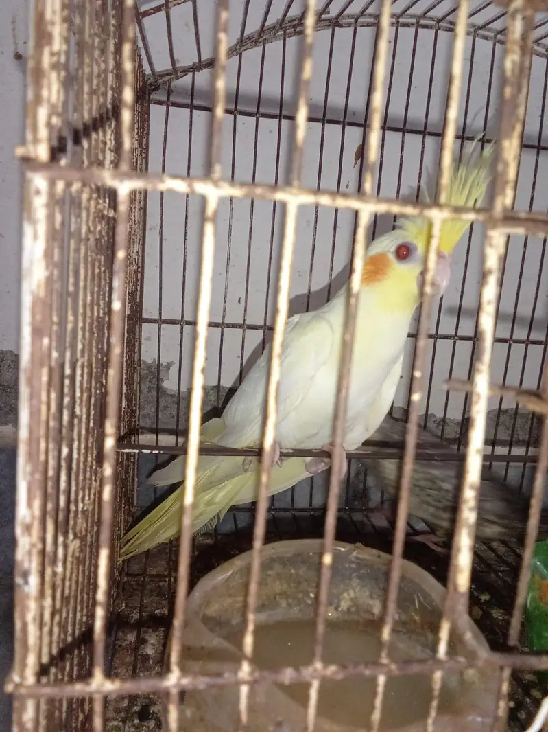 Cocktail female,s — photo 3
