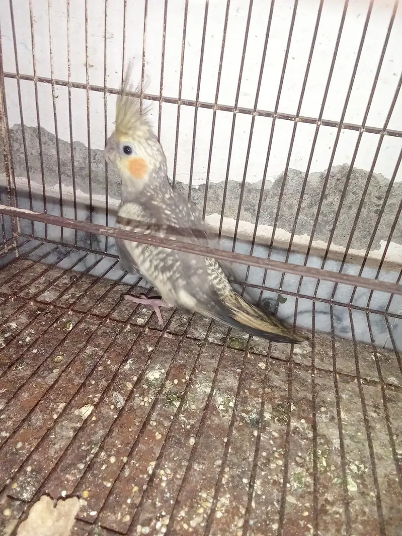 Cocktail female,s — photo 4