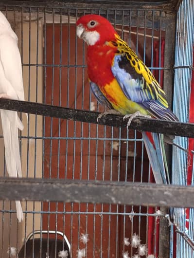 Beautiful Eastern Rosella Parrot – Healthy & Active