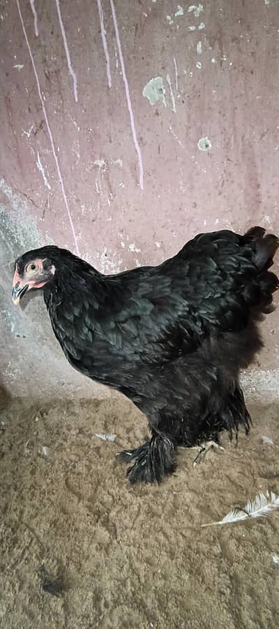 Black heavy buff