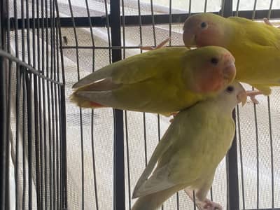 lutino love birds