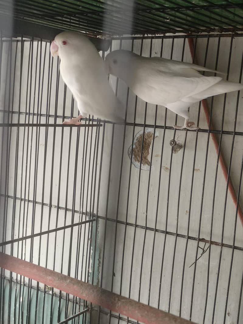 lovebords 0