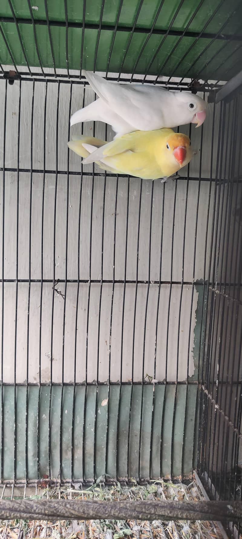 lovebords 3