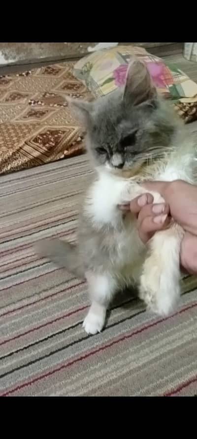 fraindly cat