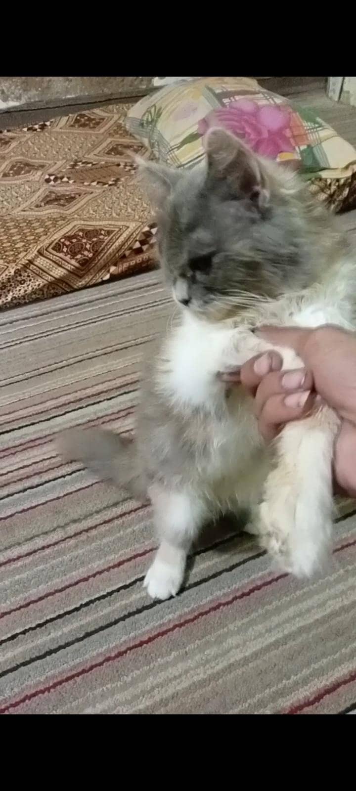 fraindly cat 1