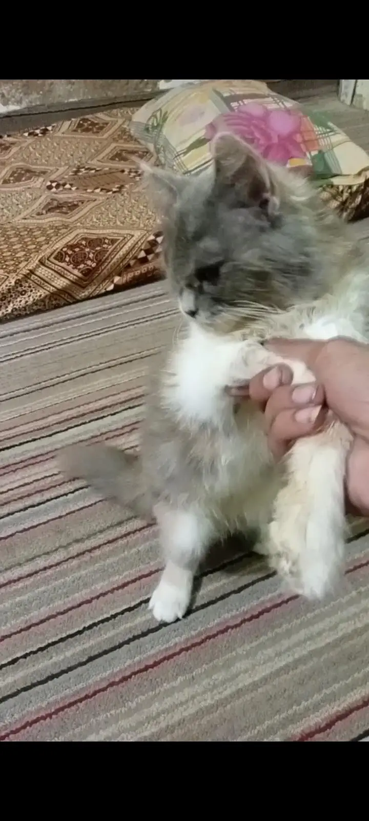 fraindly cat — photo 2