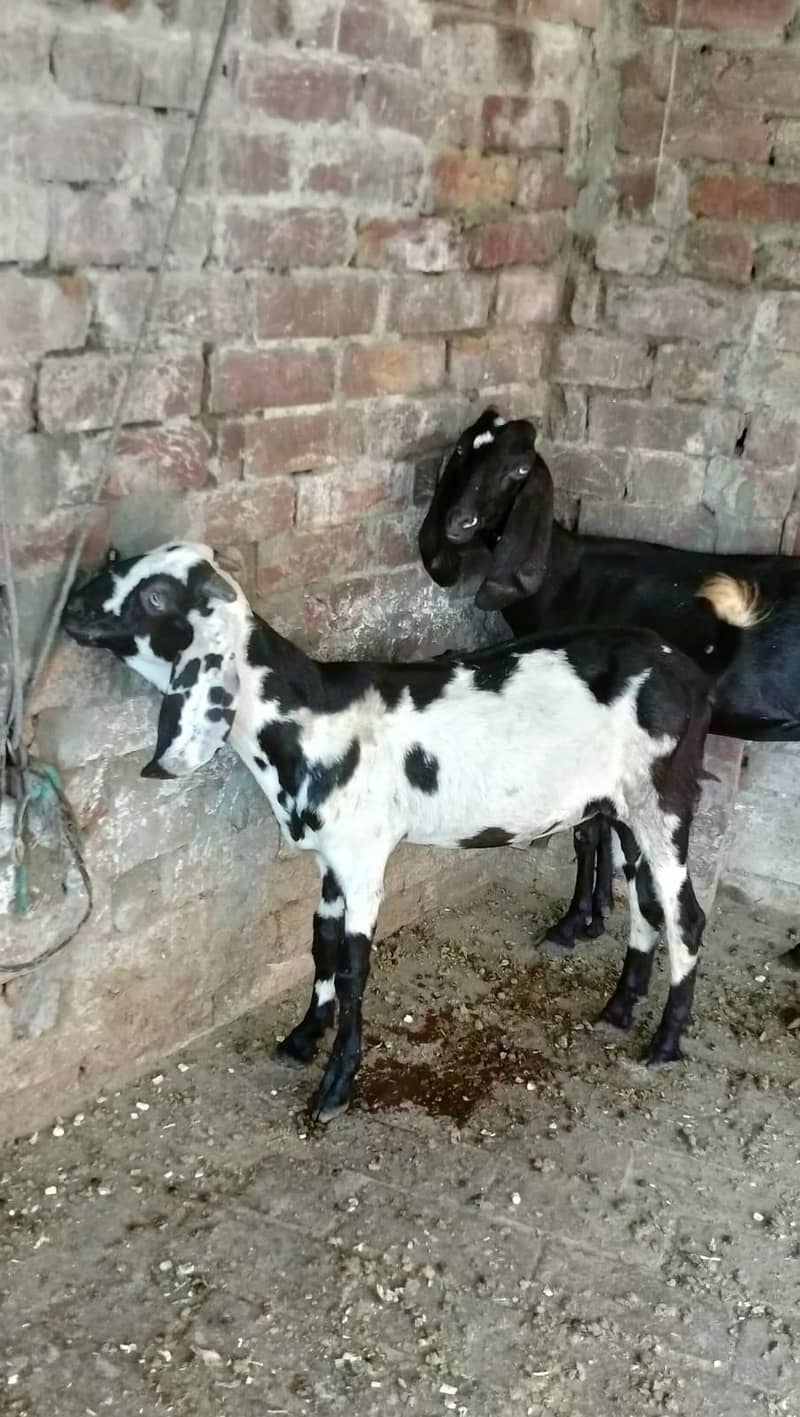بکری دو دانت بکرا سات ماہ کا مناسب ریٹ پر ہے دو نوں اکھٹے دینے ہیں 3