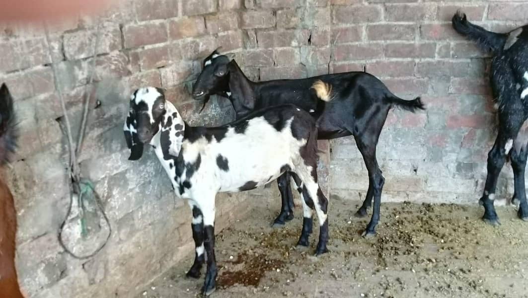 بکری دو دانت بکرا سات ماہ کا مناسب ریٹ پر ہے دو نوں اکھٹے دینے ہیں 6