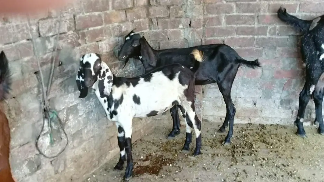 بکری دو دانت بکرا سات ماہ کا مناسب ریٹ پر ہے دو نوں اکھٹے دینے ہیں — photo 7