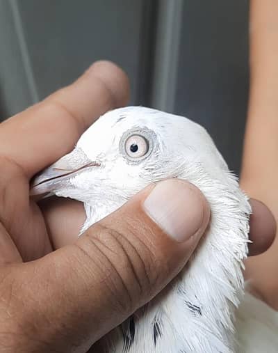 pigeon
