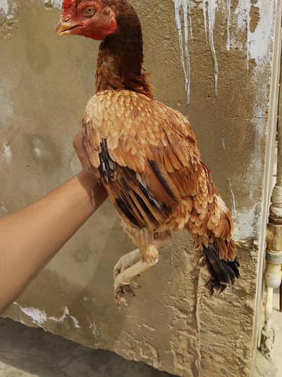 Aseel Punjab breed Madi avilable for sale Whatsapp no 03435602841