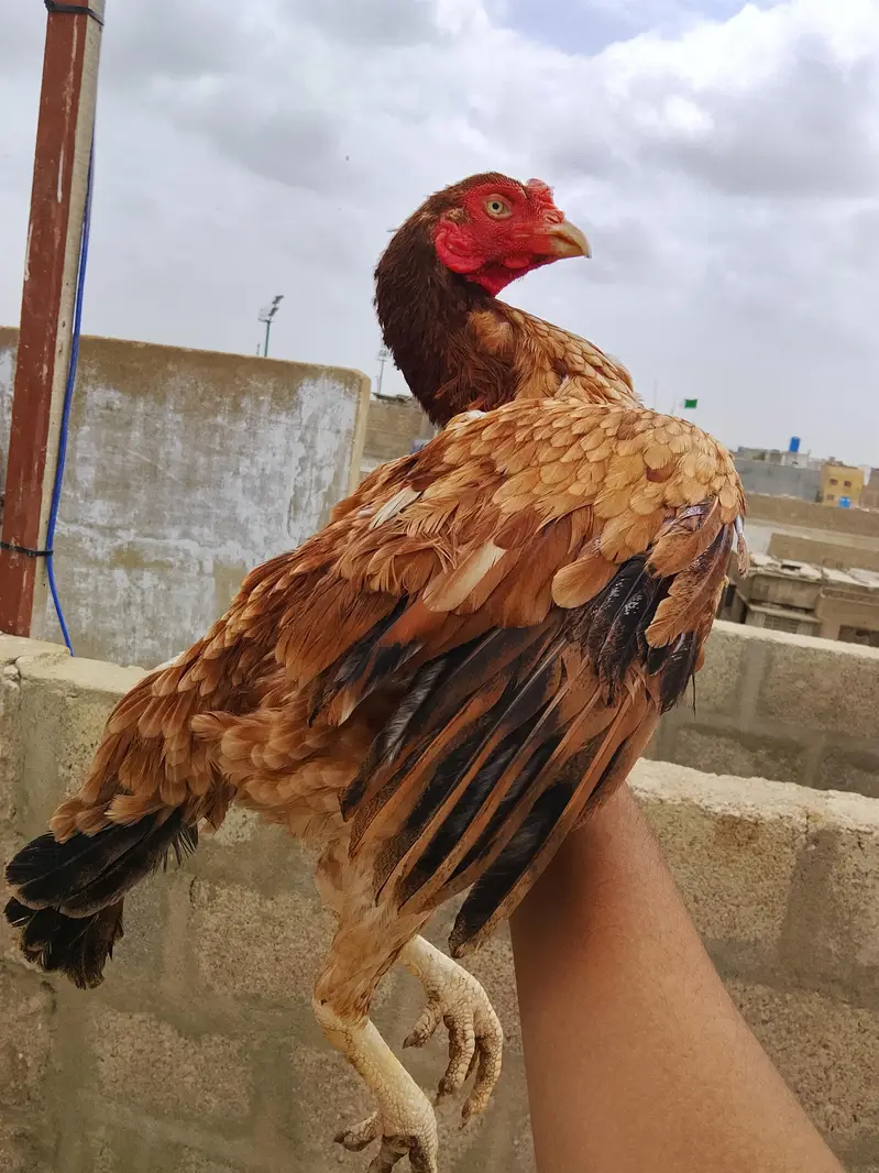 Aseel Punjab breed Madi avilable for sale Whatsapp no 03435602841 — photo 2