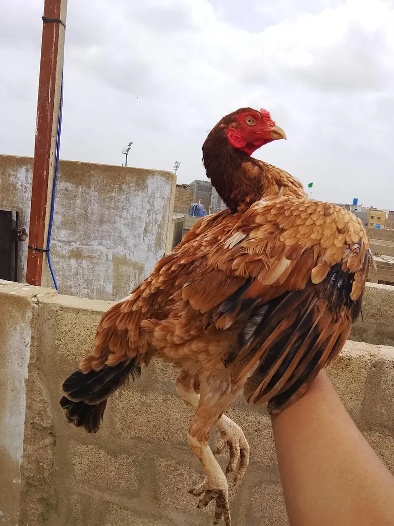 Aseel Punjab breed Madi avilable for sale Whatsapp no 03435602841 — photo 3