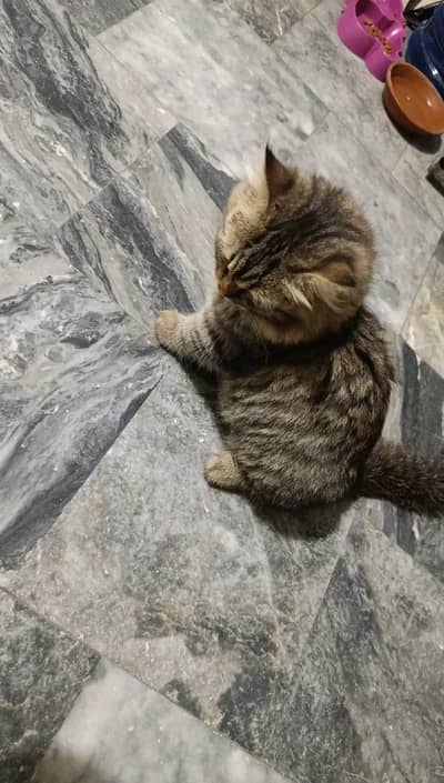 long hair domestic male kitten