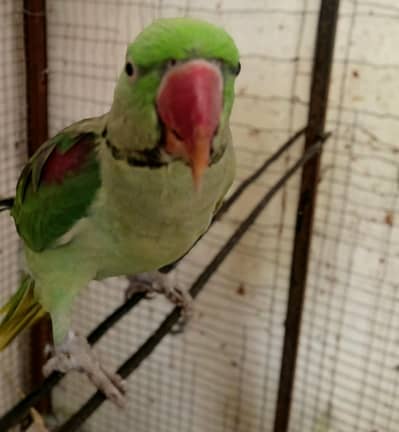 bird for sale.