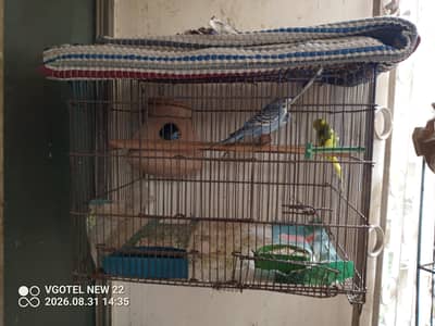 1 pair 1 chick 1 male with cage