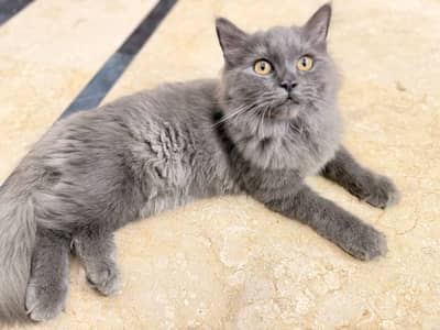Well maintained persian cats