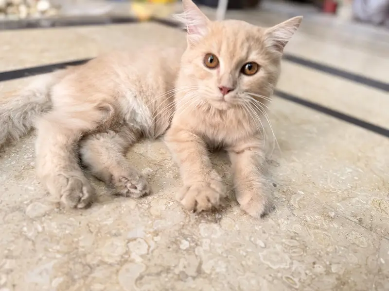 Well maintained persian cats — photo 2